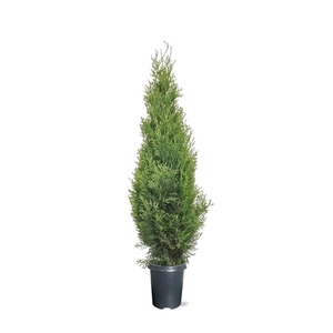 Thuja occidentalis 'Smaragd' (zonder etiket)