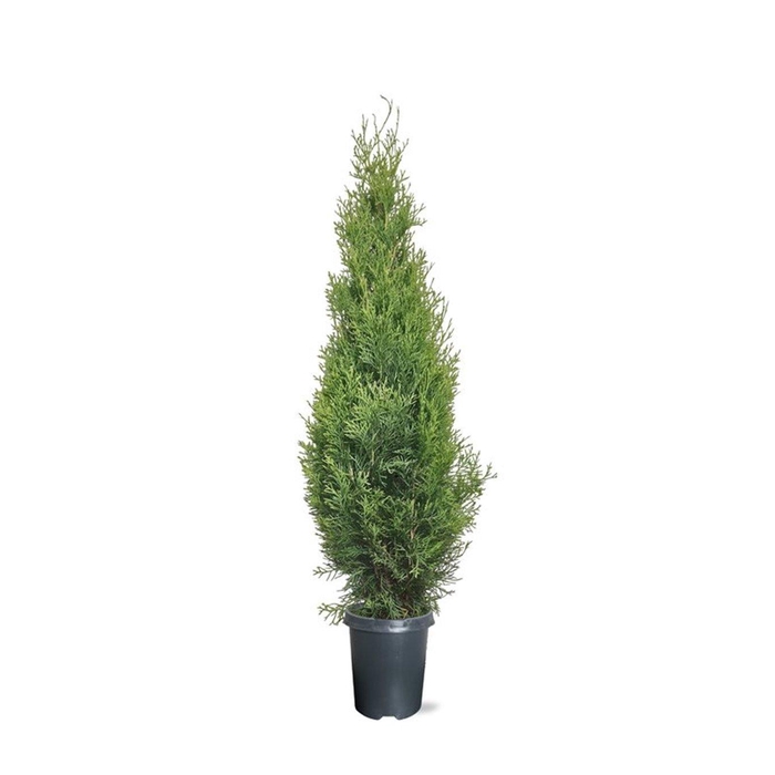 <h4>Thuja occidentalis 'Smaragd' (zonder etiket)</h4>