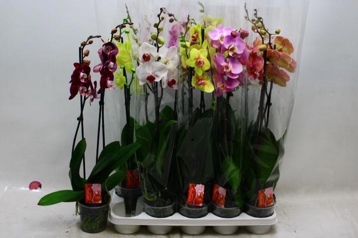 <h4>PHAL GEM 7 KL</h4>