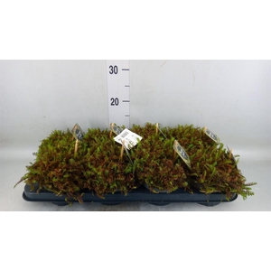 Leptinella squalida