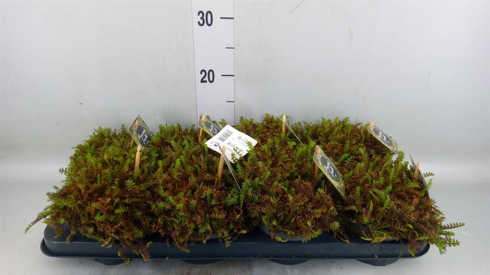 <h4>Leptinella squalida</h4>