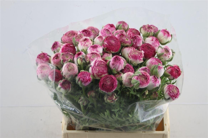 <h4>Ran Azur W Sfumato</h4>