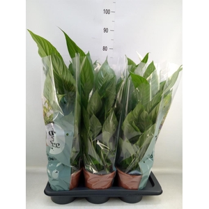 Spathiphyllum  'Vivaldi'