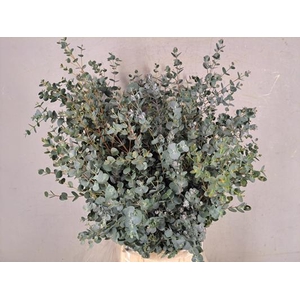 Eucalyptus Gunni Bs 300g