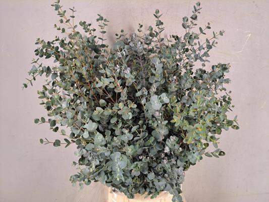 Eucalyptus Gunni Bs 300g