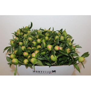 Paeo L Pink Hawaiian Coral