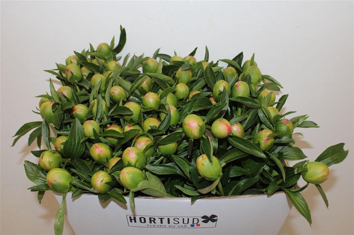 <h4>Paeo L Pink Hawaiian Coral</h4>