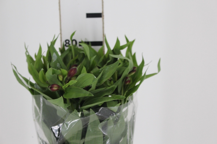 <h4>ALSTROEMERIA POMPEII 080 CM</h4>