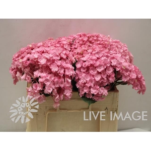 Hydrangea beautensia luxor