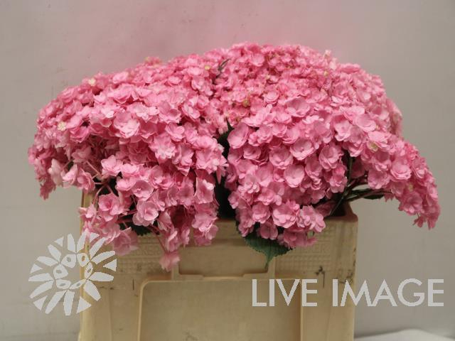<h4>Hydrangea beautensia luxor</h4>