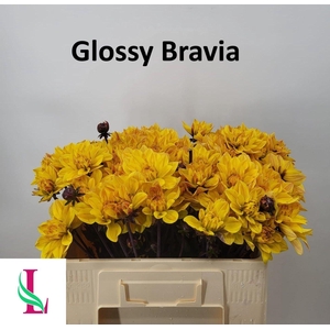 Dahl Glossy Bravia