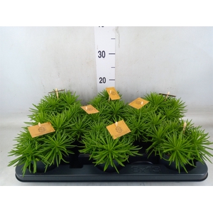 Senecio archeri 'Himalaya'