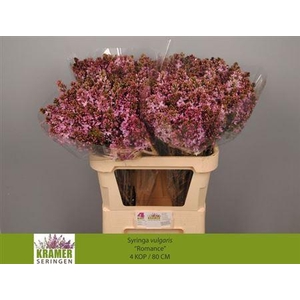 Syr V Romance 80cm 4+