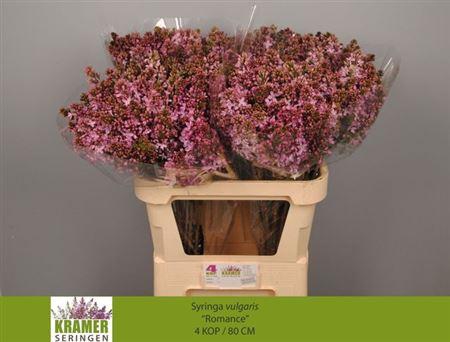 <h4>Syr V Romance 80cm 4+</h4>