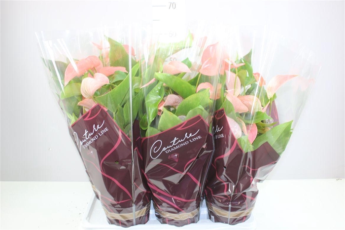 <h4>Anth An Festivo Lux</h4>