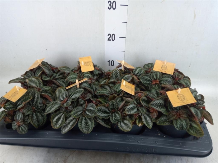 <h4>Pilea  'Norfolk'</h4>