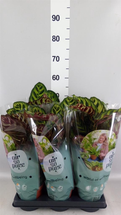 <h4>Calathea makoyana</h4>
