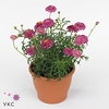 Argyranthemum  'La Rita Pink Dbl'