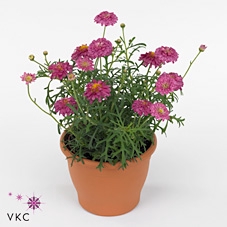 Argyranthemum  'La Rita Pink Dbl'