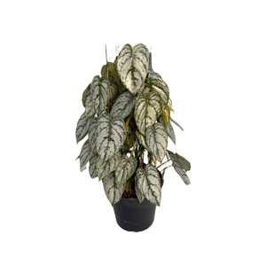 Philodendron brandtianum