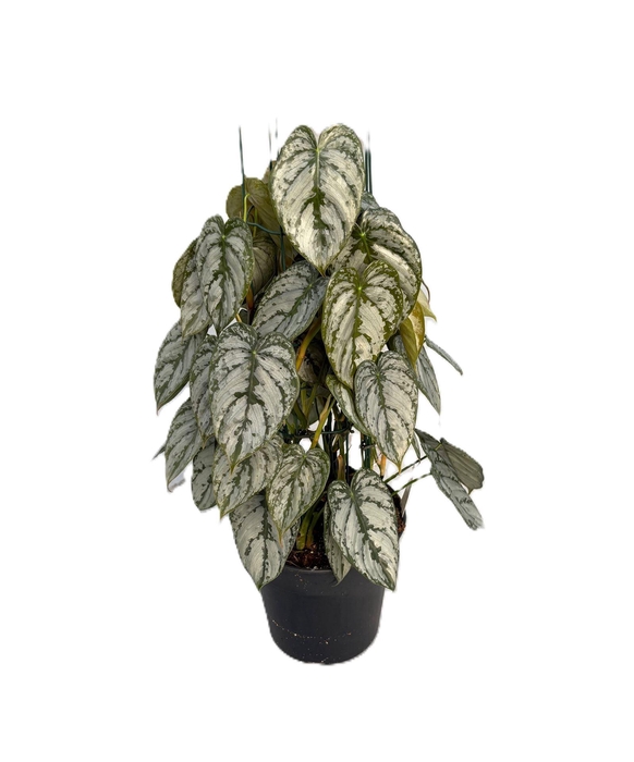 <h4>Philodendron brandtianum</h4>