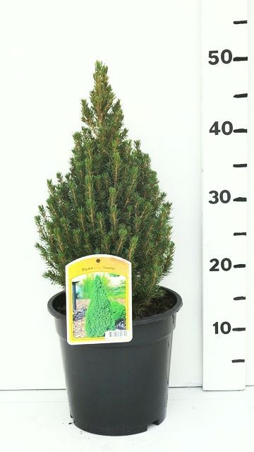 <h4>Picea glauca Laurin</h4>