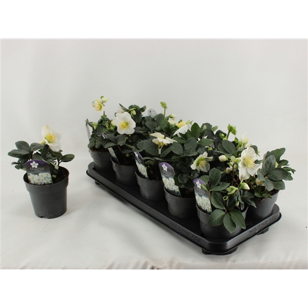 <h4>Helleborus Christmas Carol basic S</h4>