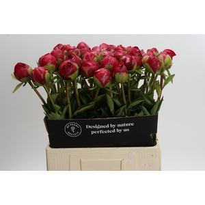 Paeonia Command Performance