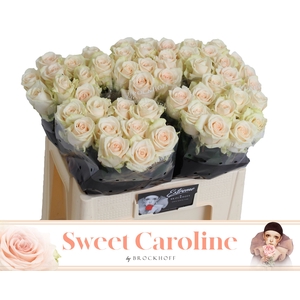 Rosa grootbloemig Sweet Caroline