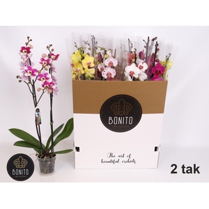 PHAL GEM 8 KL