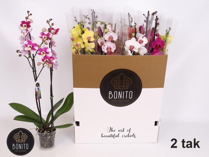 <h4>PHAL GEM 8 KL</h4>