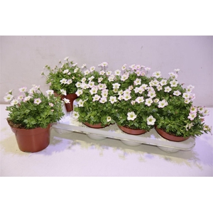 arr8 Saxif Alp Early Pico