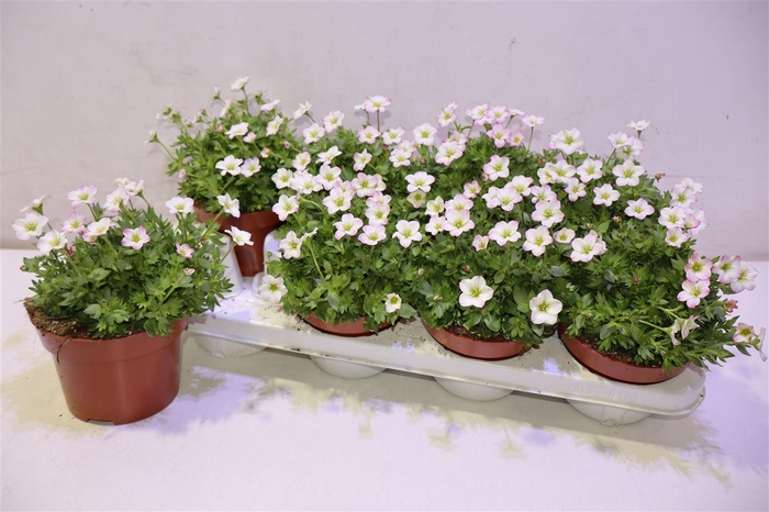 <h4>arr8 Saxif Alp Early Pico</h4>