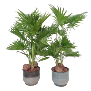 Livistona in Mace pot mix D 20 cm