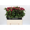 Paeonia Red Sarah Bernhardt