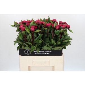 Paeonia Red Sarah Bernhardt