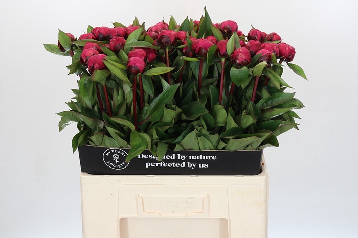 Paeonia Red Sarah Bernhardt