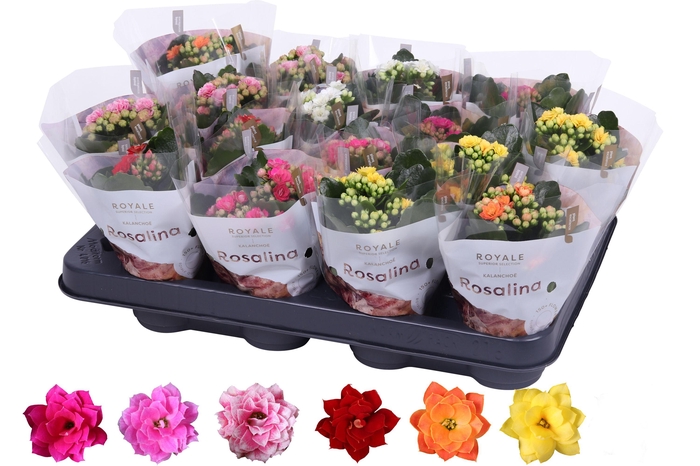 <h4>Kalanchoe Rosalina 07cm mix, Royale zonder wit</h4>