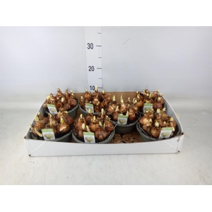 Narcissus DU 'Bridal Crown'