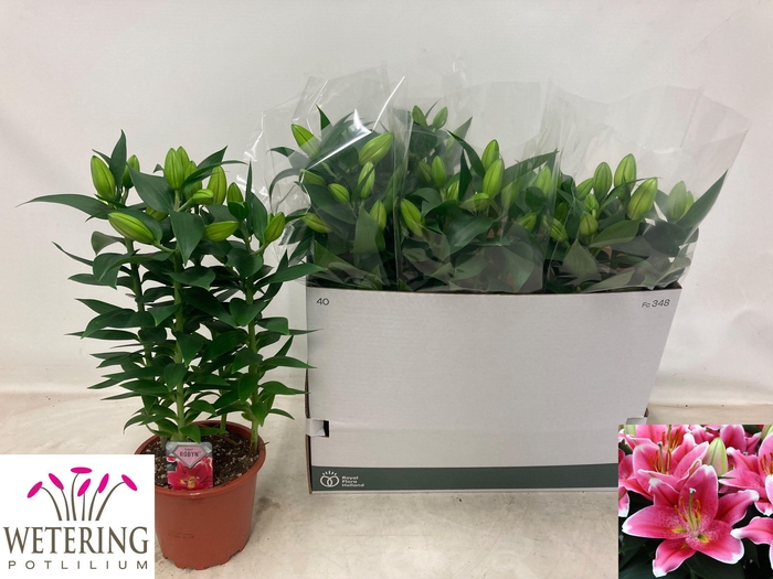 <h4>LIL OR SUNNY ROBYN</h4>