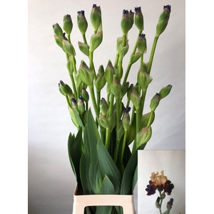 IRIS BUITEN OV