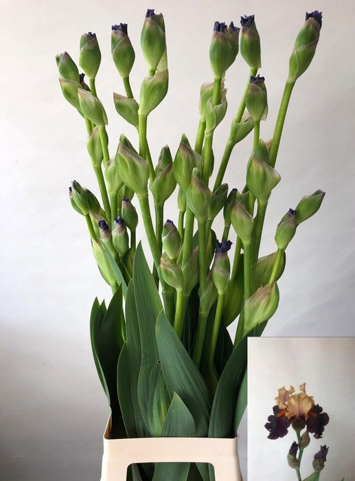 IRIS BUITEN OV
