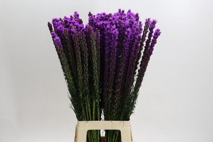 <h4>Liatris Callilepis</h4>
