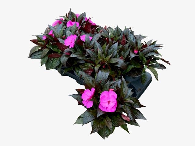 <h4>IMPAT CP PURPLE BLUE</h4>