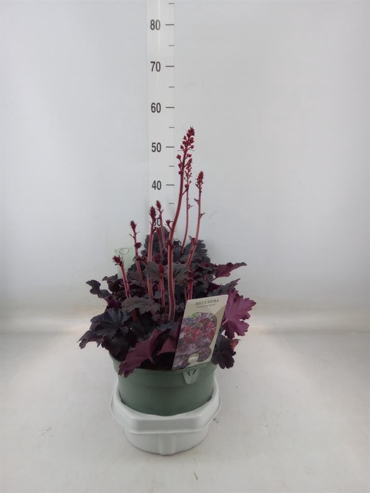 <h4>Heuchera   ...</h4>