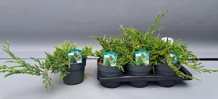 <h4>JUNI SQ BLUE CARPET</h4>