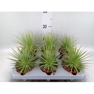 Agave stricta 'Nana'