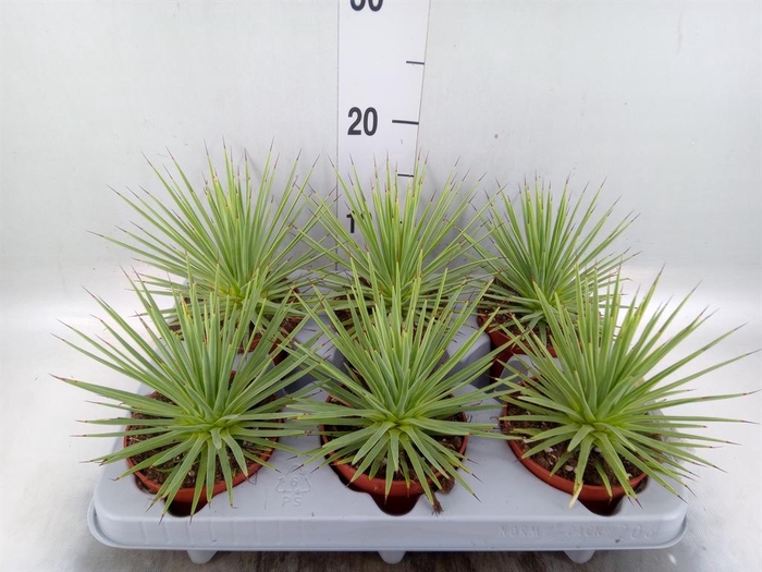 <h4>Agave stricta 'Nana'</h4>