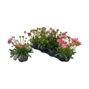 LEWI ROCKY COLOR GEM