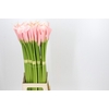 Zantedeschia Eydolls Salmon